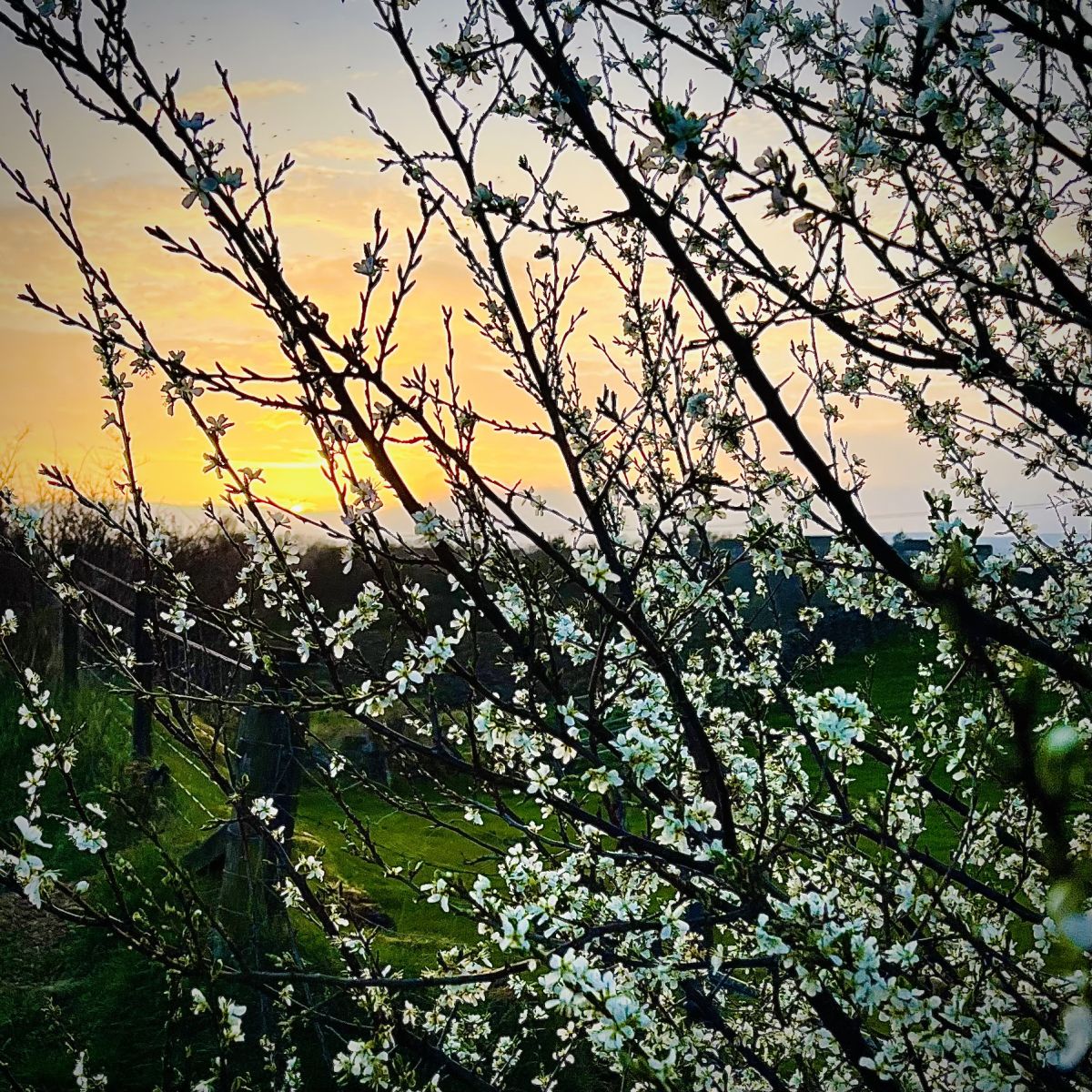 The blossoms came and they brought you…